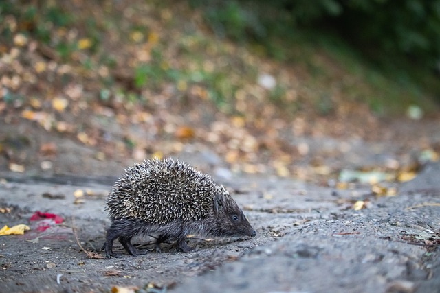 打造独特养 打造独特养
